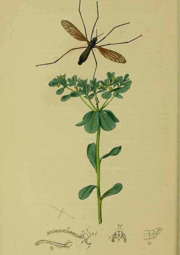 Reproducción/Reproduction 49641198492: British entomology :. London,Printed for the author,1823-1840 [i.e. 1840].. 