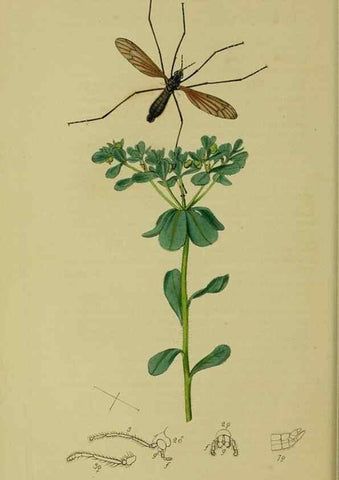Reproducción/Reproduction 49641198492: British entomology :. London,Printed for the author,1823-1840 [i.e. 1840].. 