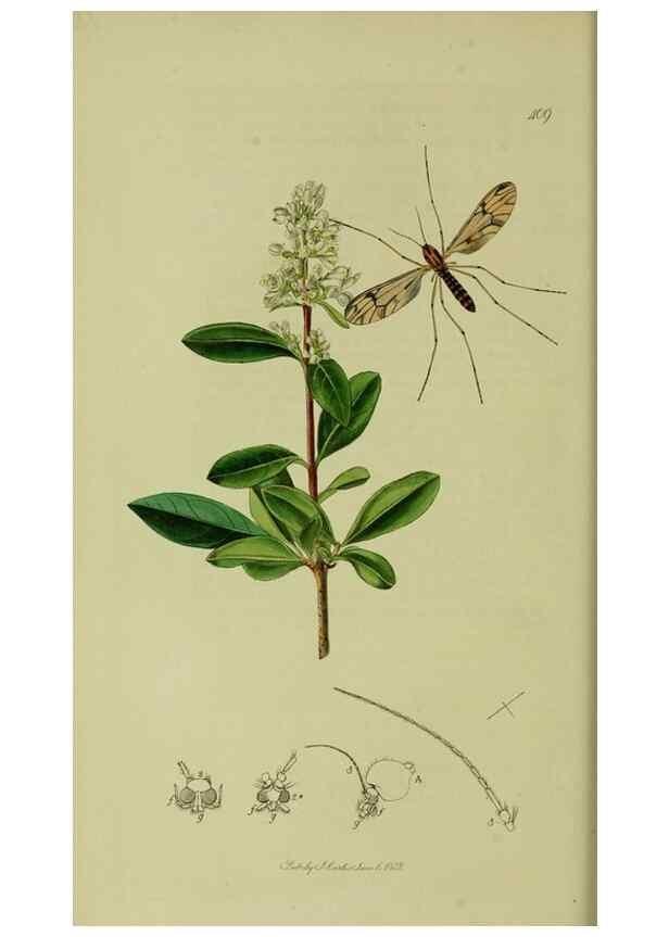 Reproducción/Reproduction 49640401408: British entomology :. London,Printed for the author,1823-1840 [i.e. 1840].. 