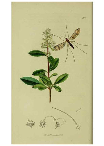 Reproducción/Reproduction 49640401408: British entomology :. London,Printed for the author,1823-1840 [i.e. 1840].. 