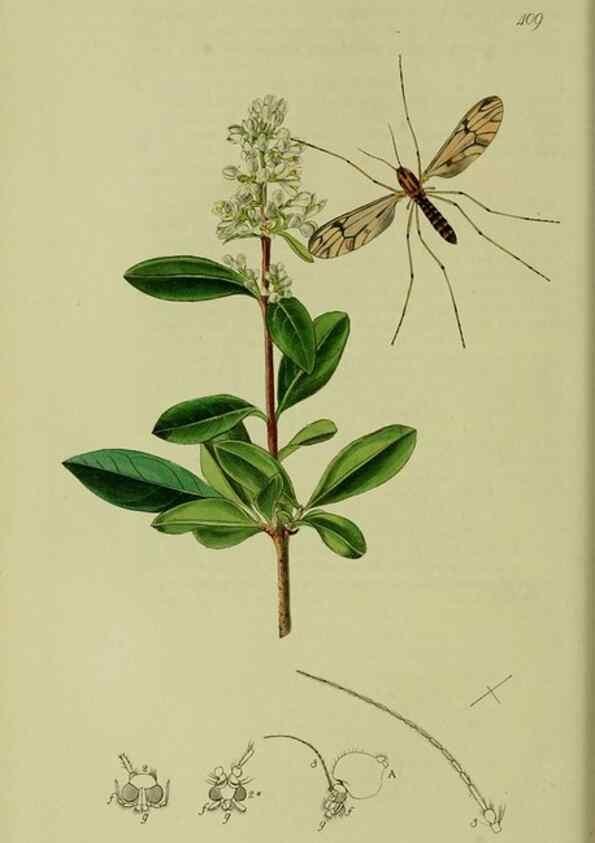 Reproducción/Reproduction 49640401408: British entomology :. London,Printed for the author,1823-1840 [i.e. 1840].. 