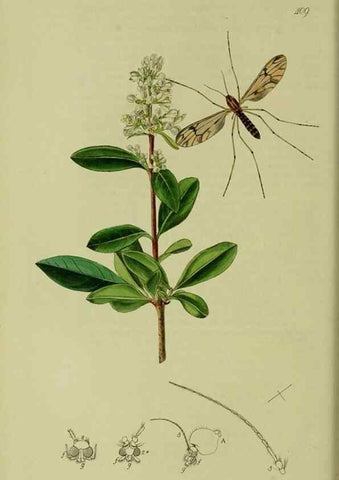 Reproducción/Reproduction 49640401408: British entomology :. London,Printed for the author,1823-1840 [i.e. 1840].. 