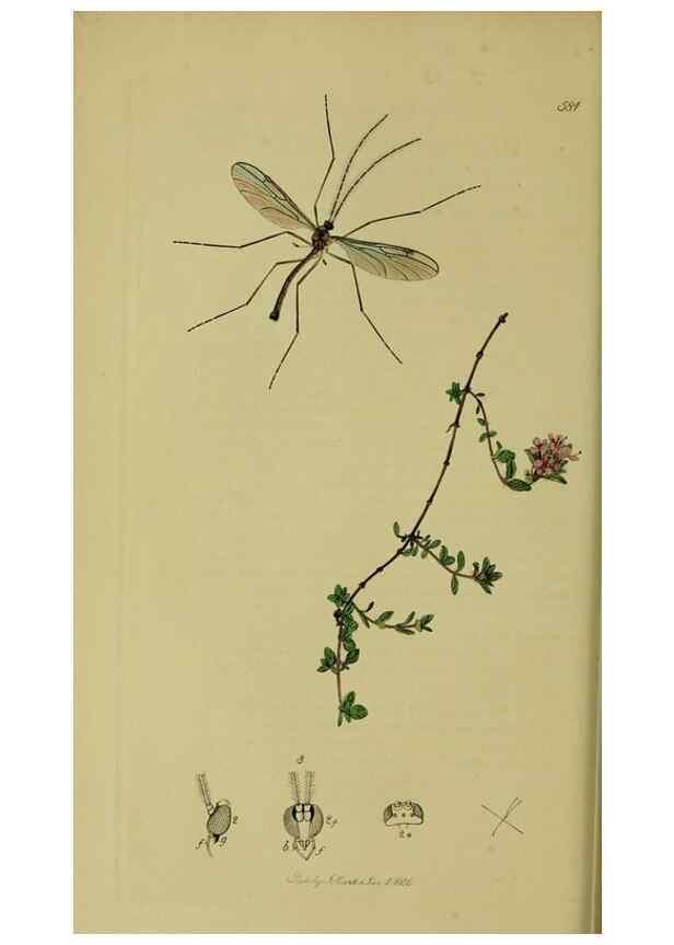 Reproducción/Reproduction 49641199317: British entomology :. London,Printed for the author,1823-1840 [i.e. 1840].. 