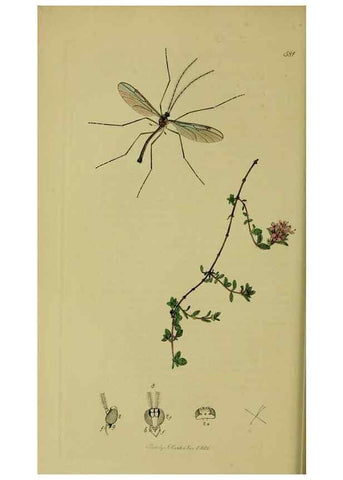 Reproducción/Reproduction 49641199317: British entomology :. London,Printed for the author,1823-1840 [i.e. 1840].. 