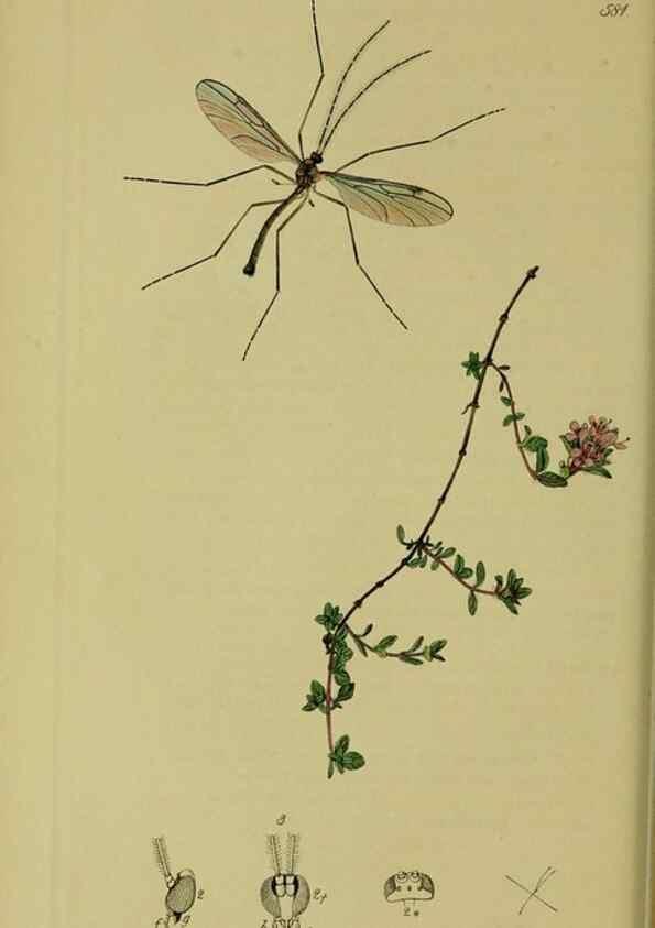 Reproducción/Reproduction 49641199317: British entomology :. London,Printed for the author,1823-1840 [i.e. 1840].. 