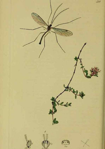 Reproducción/Reproduction 49641199317: British entomology :. London,Printed for the author,1823-1840 [i.e. 1840].. 