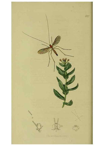 Reproducción/Reproduction 49641199702: British entomology :. London,Printed for the author,1823-1840 [i.e. 1840].. 