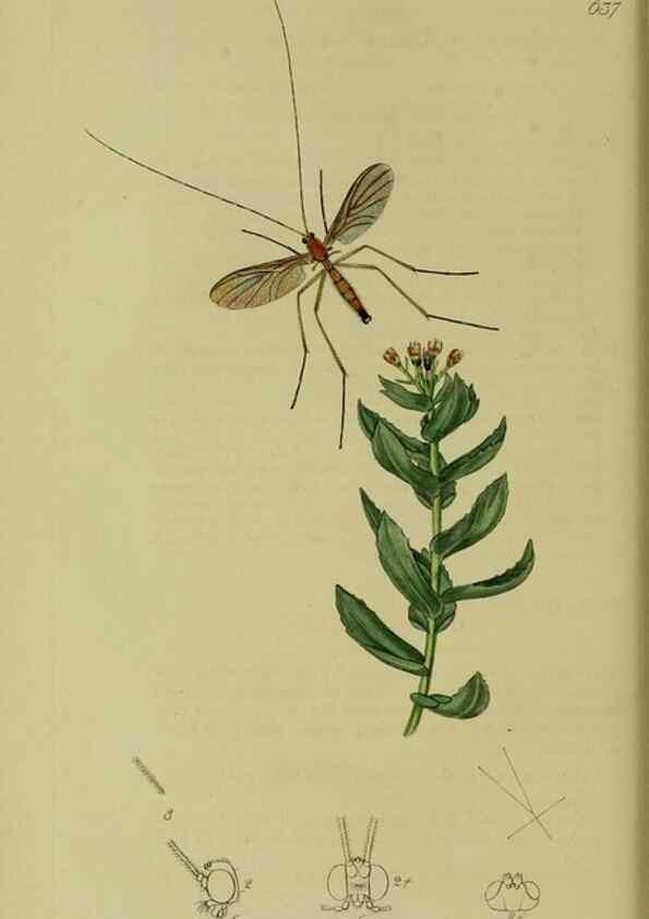 Reproducción/Reproduction 49641199702: British entomology :. London,Printed for the author,1823-1840 [i.e. 1840].. 