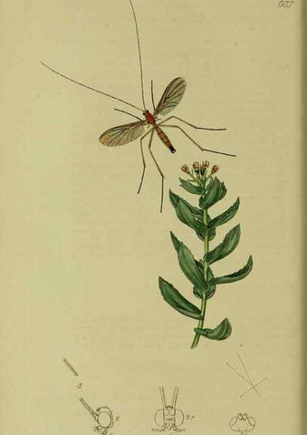 Reproducción/Reproduction 49641199702: British entomology :. London,Printed for the author,1823-1840 [i.e. 1840].. 