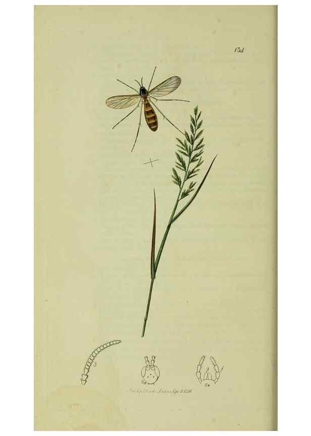 Reproducción/Reproduction 49640402473: British entomology :. London,Printed for the author,1823-1840 [i.e. 1840].. 