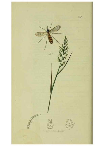 Reproducción/Reproduction 49640402473: British entomology :. London,Printed for the author,1823-1840 [i.e. 1840].. 