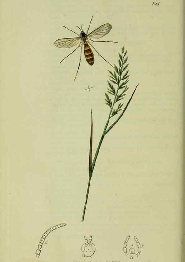 Reproducción/Reproduction 49640402473: British entomology :. London,Printed for the author,1823-1840 [i.e. 1840].. 