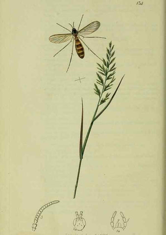Reproducción/Reproduction 49640402473: British entomology :. London,Printed for the author,1823-1840 [i.e. 1840].. 