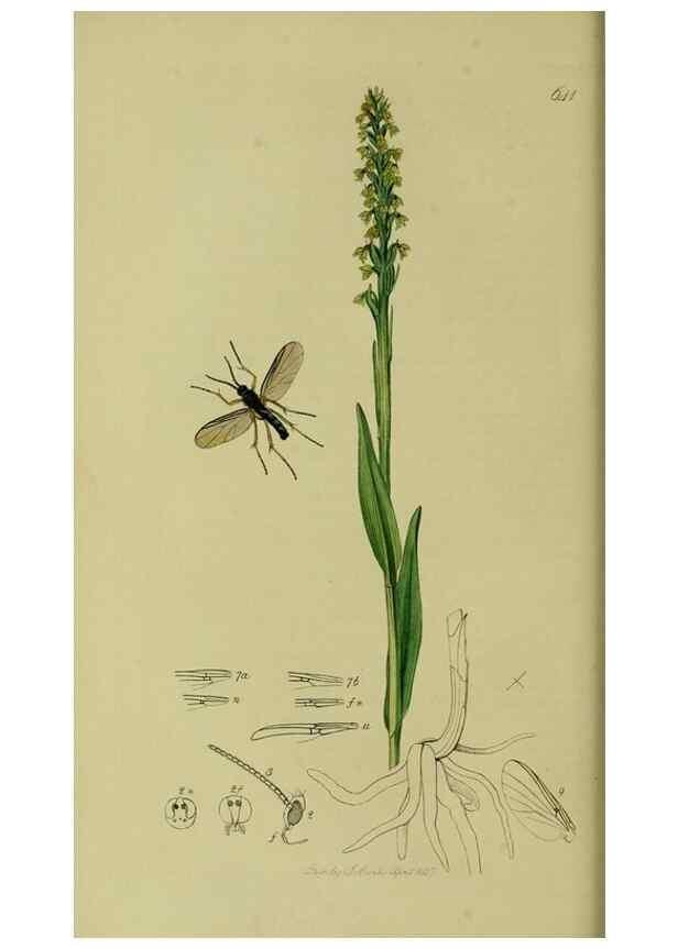 Reproducción/Reproduction 49640925291: British entomology :. London,Printed for the author,1823-1840 [i.e. 1840].. 