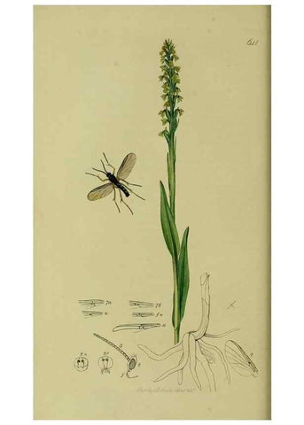 Reproducción/Reproduction 49640925291: British entomology :. London,Printed for the author,1823-1840 [i.e. 1840].. 