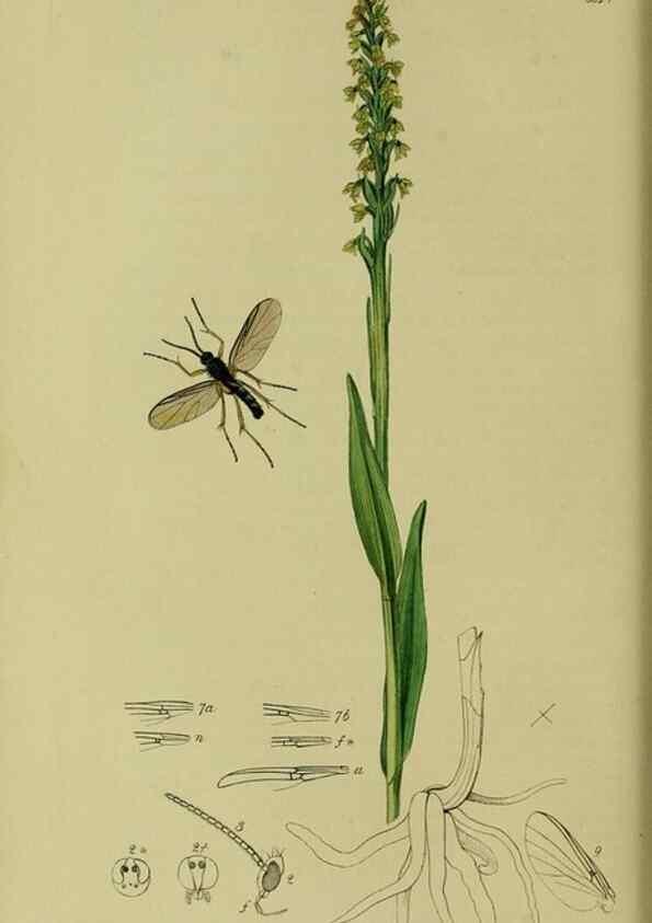 Reproducción/Reproduction 49640925291: British entomology :. London,Printed for the author,1823-1840 [i.e. 1840].. 