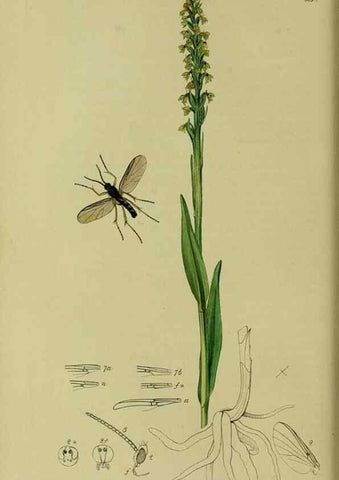 Reproducción/Reproduction 49640925291: British entomology :. London,Printed for the author,1823-1840 [i.e. 1840].. 