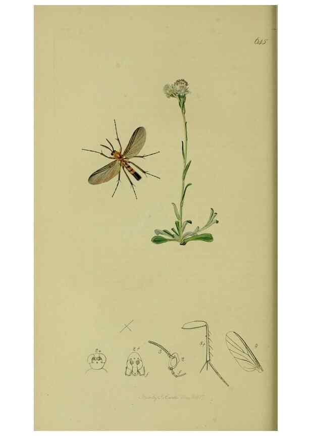 Reproducción/Reproduction 49640925656: British entomology :. London,Printed for the author,1823-1840 [i.e. 1840].. 