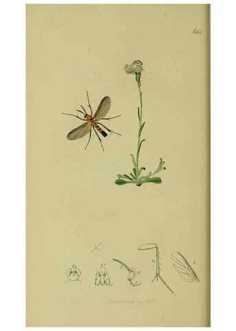 Reproducción/Reproduction 49640925656: British entomology :. London,Printed for the author,1823-1840 [i.e. 1840].. 