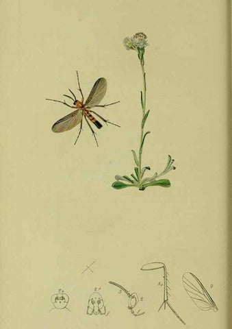 Reproducción/Reproduction 49640925656: British entomology :. London,Printed for the author,1823-1840 [i.e. 1840].. 
