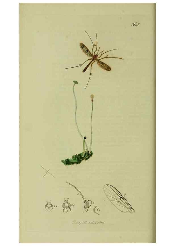 Reproducción/Reproduction 49641201102: British entomology :. London,Printed for the author,1823-1840 [i.e. 1840].. 