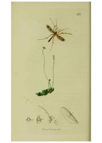 Reproducción/Reproduction 49641201102: British entomology :. London,Printed for the author,1823-1840 [i.e. 1840].. 
