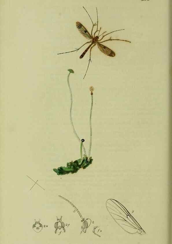 Reproducción/Reproduction 49641201102: British entomology :. London,Printed for the author,1823-1840 [i.e. 1840].. 