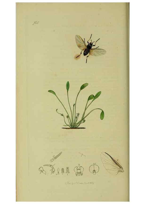 Reproducción/Reproduction 49641201507: British entomology :. London,Printed for the author,1823-1840 [i.e. 1840].. 