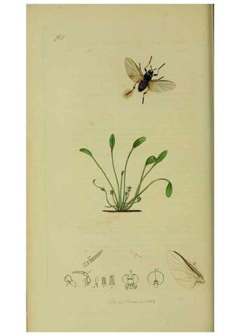 Reproducción/Reproduction 49641201507: British entomology :. London,Printed for the author,1823-1840 [i.e. 1840].. 