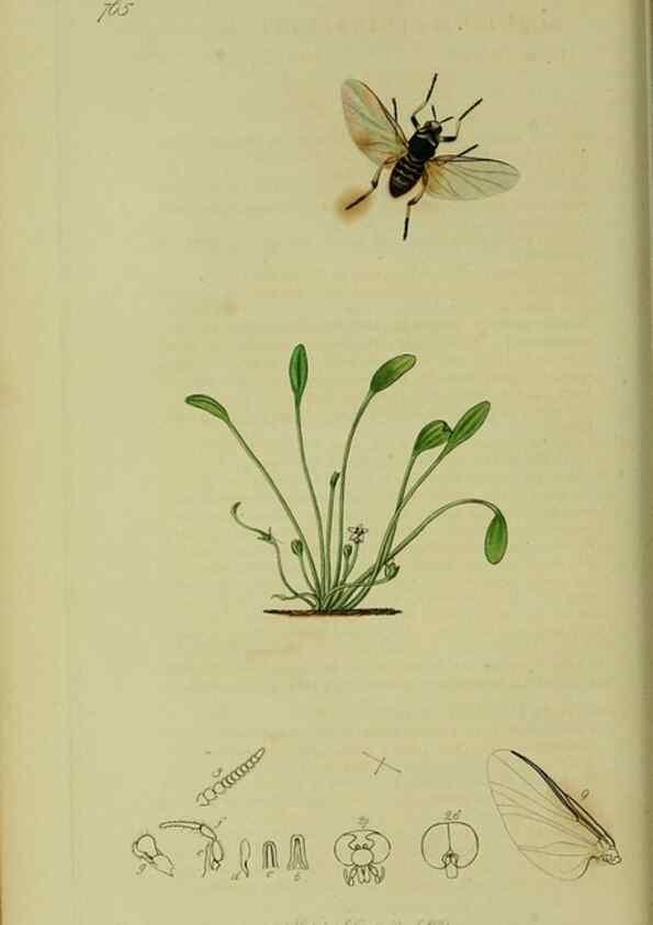 Reproducción/Reproduction 49641201507: British entomology :. London,Printed for the author,1823-1840 [i.e. 1840].. 