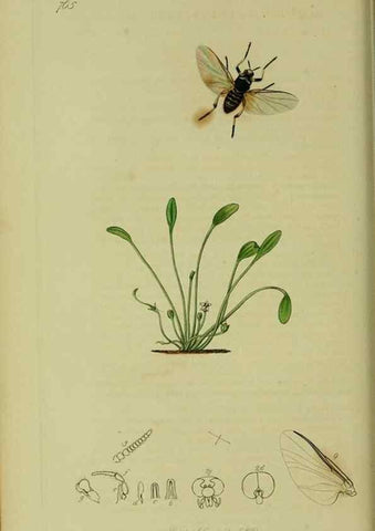 Reproducción/Reproduction 49641201507: British entomology :. London,Printed for the author,1823-1840 [i.e. 1840].. 