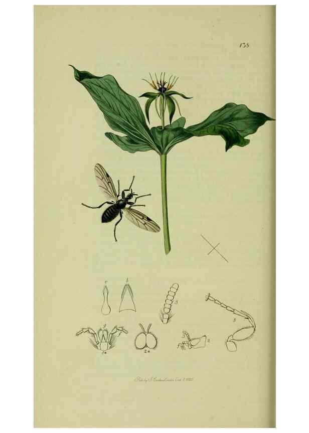 Reproducción/Reproduction 49640926626: British entomology :. London,Printed for the author,1823-1840 [i.e. 1840].. 