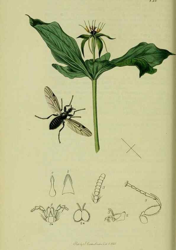 Reproducción/Reproduction 49640926626: British entomology :. London,Printed for the author,1823-1840 [i.e. 1840].. 