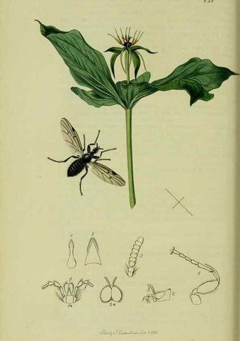 Reproducción/Reproduction 49640926626: British entomology :. London,Printed for the author,1823-1840 [i.e. 1840].. 