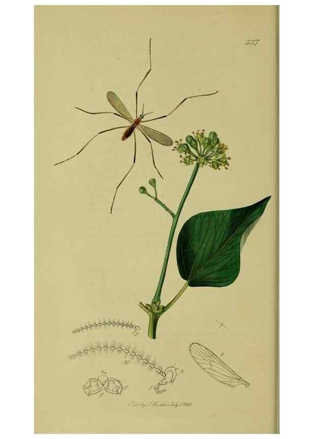Reproducción/Reproduction 49640398748: British entomology :. London,Printed for the author,1823-1840 [i.e. 1840].. 