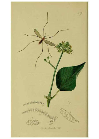 Reproducción/Reproduction 49640398748: British entomology :. London,Printed for the author,1823-1840 [i.e. 1840].. 