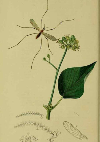 Reproducción/Reproduction 49640398748: British entomology :. London,Printed for the author,1823-1840 [i.e. 1840].. 