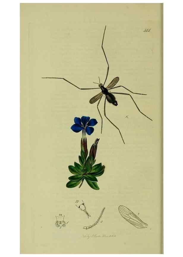 Reproducción/Reproduction 49641195947: British entomology :. London,Printed for the author,1823-1840 [i.e. 1840].. 