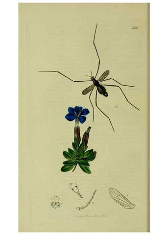 Reproducción/Reproduction 49641195947: British entomology :. London,Printed for the author,1823-1840 [i.e. 1840].. 