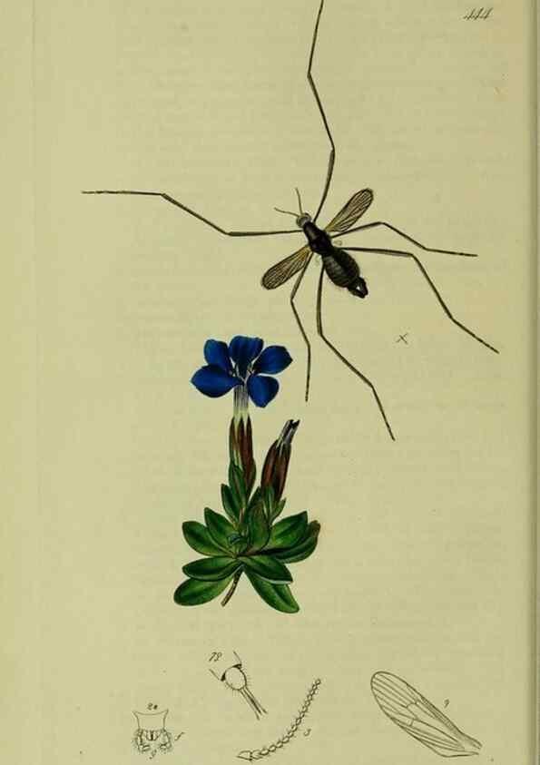 Reproducción/Reproduction 49641195947: British entomology :. London,Printed for the author,1823-1840 [i.e. 1840].. 