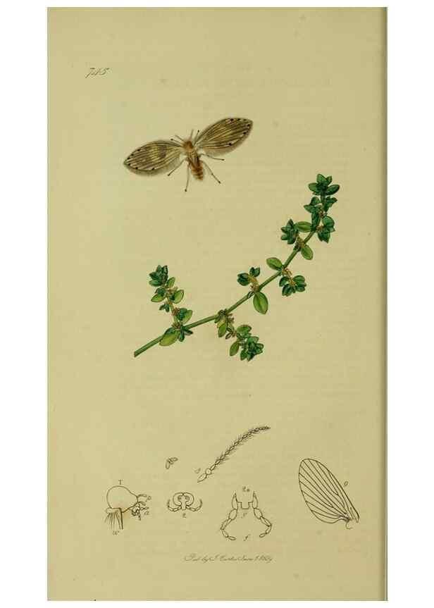 Reproducción/Reproduction 49640398088: British entomology :. London,Printed for the author,1823-1840 [i.e. 1840].. 