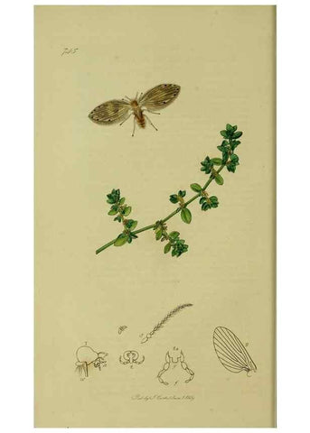 Reproducción/Reproduction 49640398088: British entomology :. London,Printed for the author,1823-1840 [i.e. 1840].. 