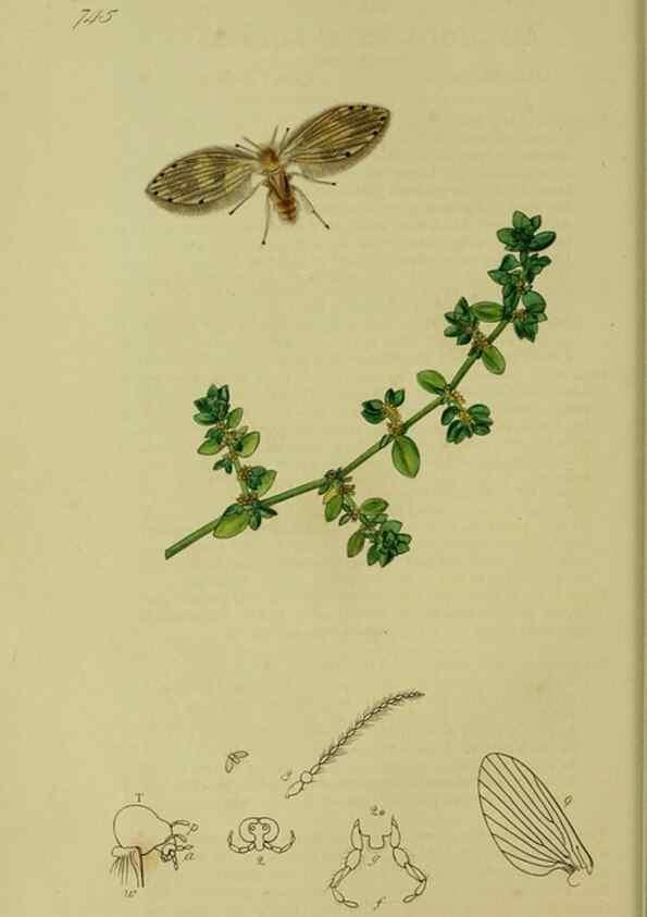 Reproducción/Reproduction 49640398088: British entomology :. London,Printed for the author,1823-1840 [i.e. 1840].. 