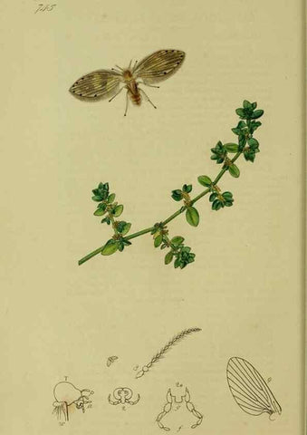Reproducción/Reproduction 49640398088: British entomology :. London,Printed for the author,1823-1840 [i.e. 1840].. 
