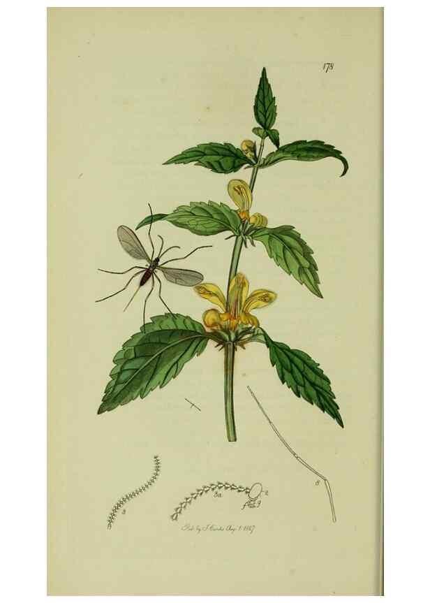 Reproducción/Reproduction 49640397673: British entomology :. London,Printed for the author,1823-1840 [i.e. 1840].. 