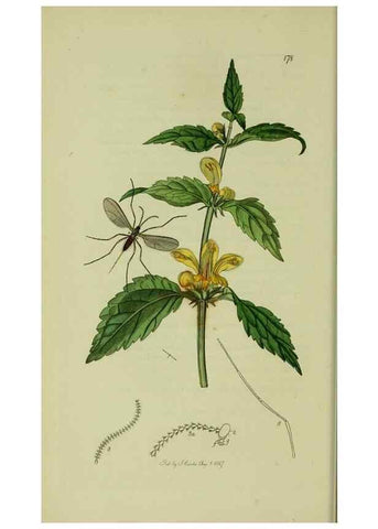 Reproducción/Reproduction 49640397673: British entomology :. London,Printed for the author,1823-1840 [i.e. 1840].. 
