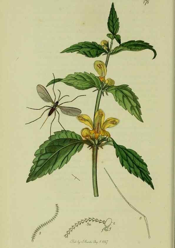 Reproducción/Reproduction 49640397673: British entomology :. London,Printed for the author,1823-1840 [i.e. 1840].. 