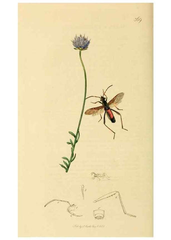 Reproducción/Reproduction 49640349148: British entomology :. London,Printed for the author,1823-1840 [i.e. 1840].. 