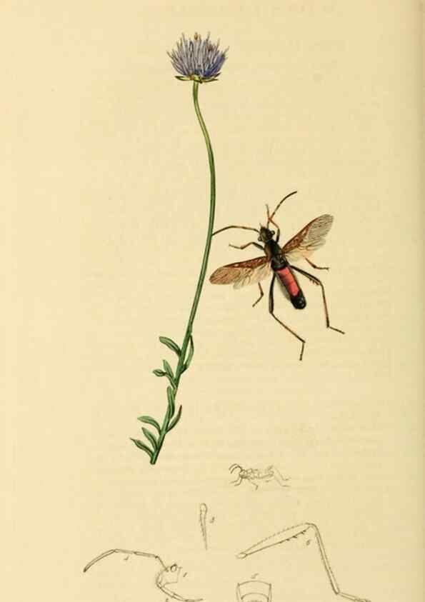 Reproducción/Reproduction 49640349148: British entomology :. London,Printed for the author,1823-1840 [i.e. 1840].. 