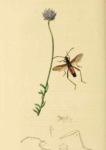 Reproducción/Reproduction 49640349148: British entomology :. London,Printed for the author,1823-1840 [i.e. 1840].. 